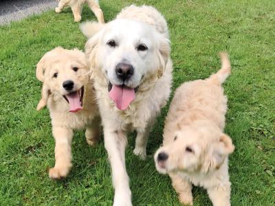 Goldendoodle puppies for sale in Tipperary