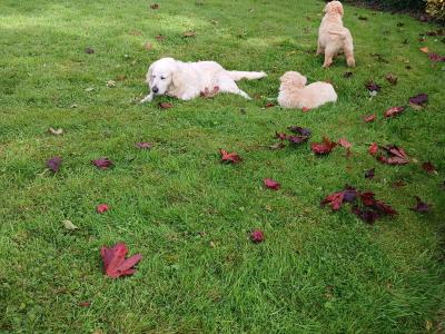 Goldendoodle puppies for sale in Tipperary