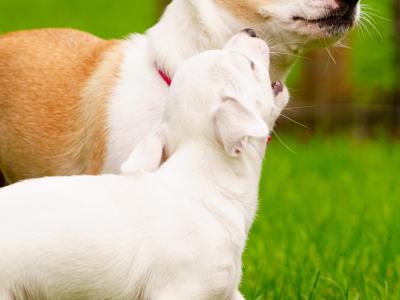 Two purebred Chihuahua pups, Dublin