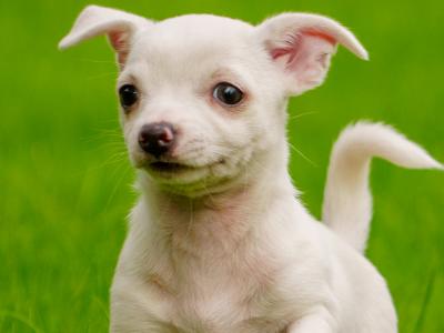 Two purebred Chihuahua pups, Dublin