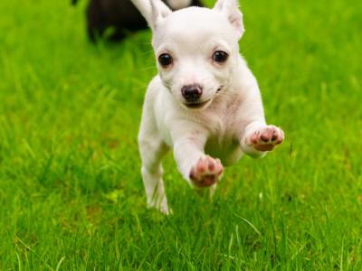 Two purebred Chihuahua pups, Dublin