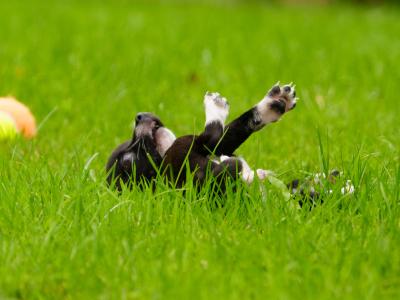 Two purebred Chihuahua pups, Dublin
