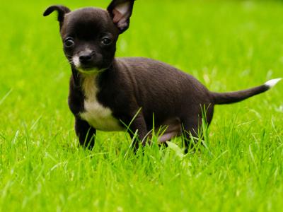 Two purebred Chihuahua pups, Dublin