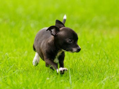 Two purebred Chihuahua pups, Dublin