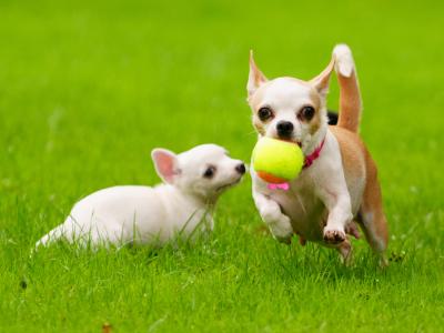 Two purebred Chihuahua pups, Dublin