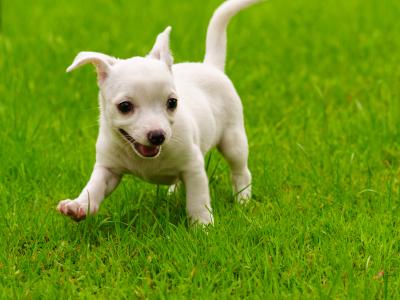 Two purebred Chihuahua pups, Dublin