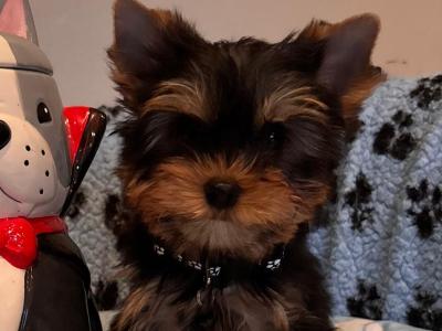 Beautiful IKC Yorkshire Terrier puppies for sale in Louth 😍