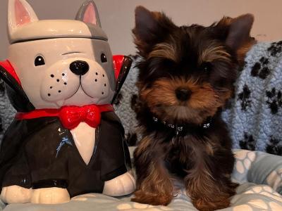 Beautiful IKC Registered Yorkshire Terrier puppies for sale in Louth 😍