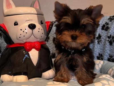 IKC Registered Yorkshire Terrier male puppies available 🐾💙💙💙 in Louth