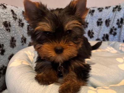 Beautiful IKC Yorkshire Terrier puppies for sale in Louth 😍