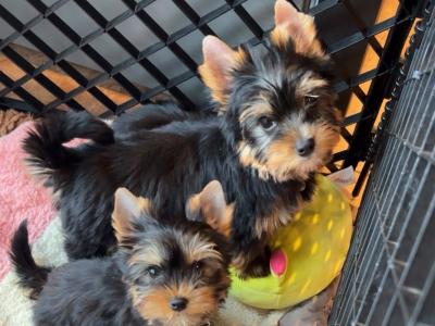 Beautiful IKC Yorkshire Terrier puppies for sale in Louth 😍