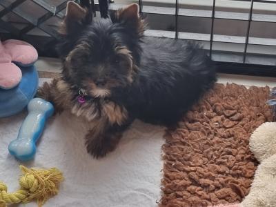 Beautiful IKC Yorkshire Terrier puppies for sale in Louth 😍
