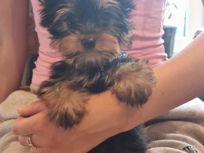 Beautiful IKC Yorkshire Terrier puppies for sale in Louth 😍