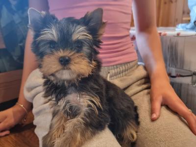 Beautiful IKC Yorkshire Terrier puppies for sale in Louth 😍
