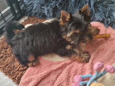 Beautiful IKC Yorkshire Terrier puppies for sale in Louth 😍