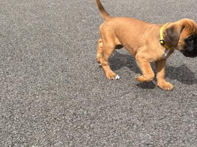 Only one black mask female Boxer puppy left in Cavan