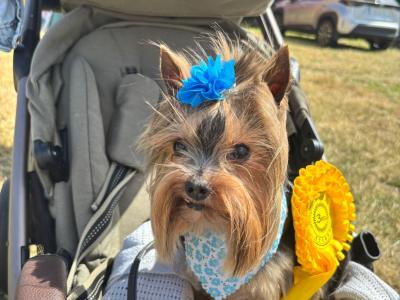 Beautiful IKC Yorkshire Terrier puppies for sale in Louth 😍