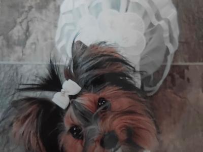 Beautiful IKC Yorkshire Terrier puppies for sale in Louth 😍