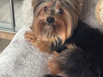 Beautiful IKC Yorkshire Terrier puppies for sale in Louth 😍