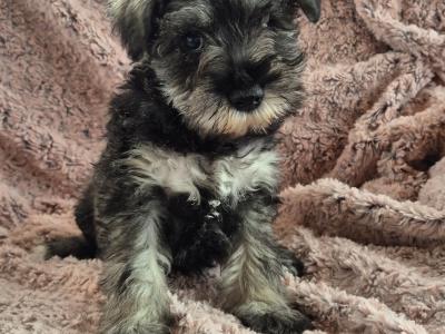 Miniature Schnauzer puppies in Kilkenny