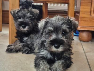 Miniature Schnauzer puppies in Kilkenny