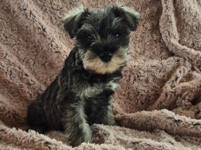 Miniature Schnauzer puppies in Kilkenny