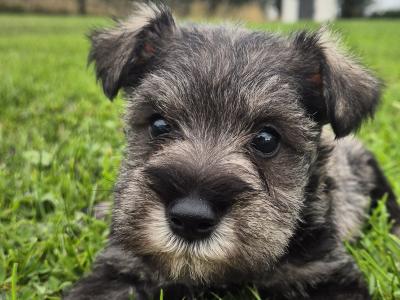 Miniature Schnauzer puppies in Kilkenny
