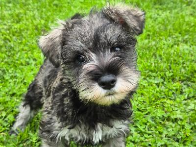 Miniature Schnauzer puppies in Kilkenny
