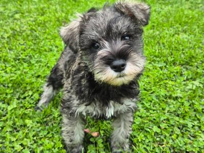 Miniature Schnauzer puppies in Kilkenny