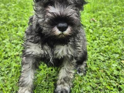 Miniature Schnauzer puppies in Kilkenny