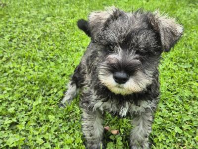 Miniature Schnauzer puppies in Kilkenny