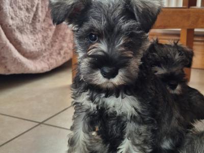Miniature Schnauzer puppies in Kilkenny