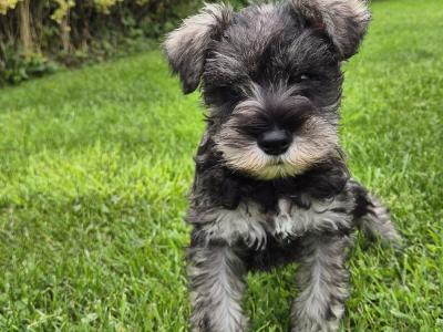 Miniature Schnauzer puppies in Kilkenny