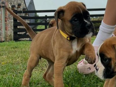 Only one black mask female Boxer puppy left in Cavan