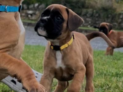 Only one black mask female Boxer puppy left in Cavan
