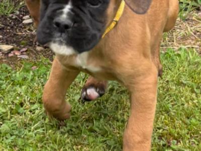 Only one black mask female Boxer puppy left in Cavan