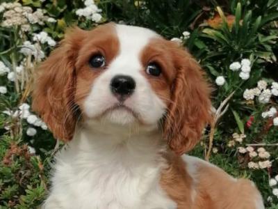 IKC Registered female Cavalier King Charles Spaniel puppy in Wexford