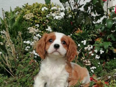 Cavalier King Charles Spaniel in Wexford