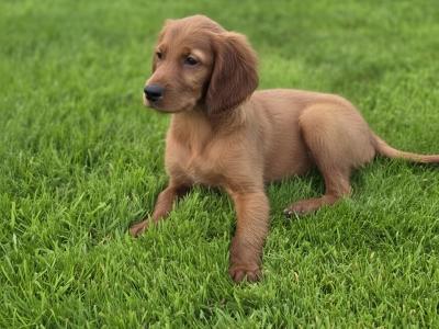 Stunning Irish Setter Puppys