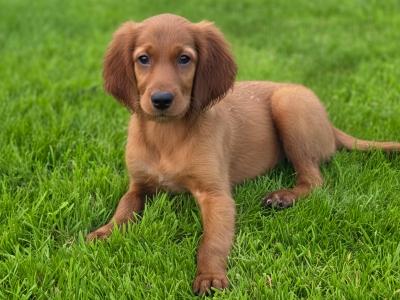 Stunning Irish Setter puppies in Limerick