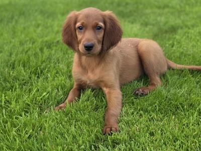 Stunning Irish Setter Puppys