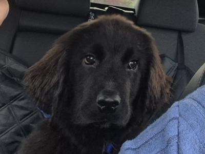 IKC Registered Newfoundland puppies in Longford