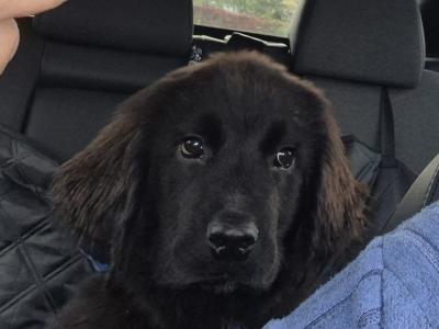 IKC Registered Newfoundland puppies in Longford