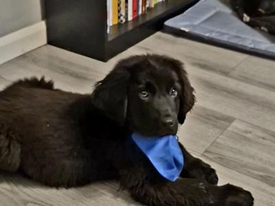 IKC Registered Newfoundland puppies in Longford