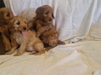 Stunning Cockapoo puppies for sale