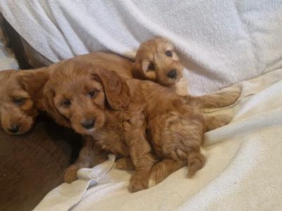Stunning Cockapoo puppies for sale