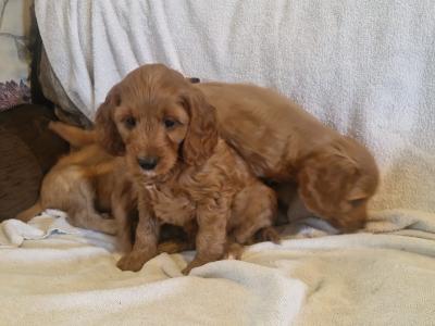 Stunning Cockapoo puppies for sale