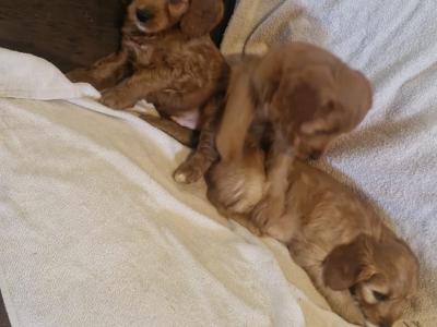 Stunning Cockapoo puppies for sale