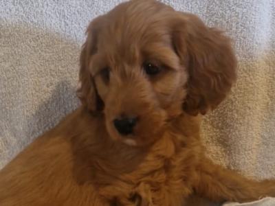 Stunning Cockapoo puppies for sale
