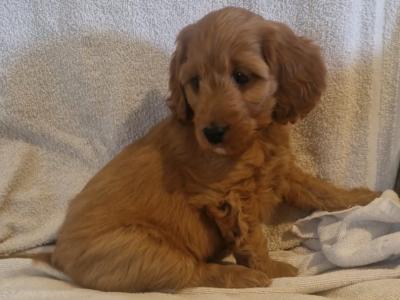Stunning Cockapoo puppies for sale in Limerick